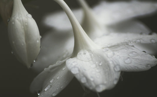 Botanical Perfumery