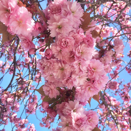 Garden City Postcards / April Edition / Victoria BC Canada
