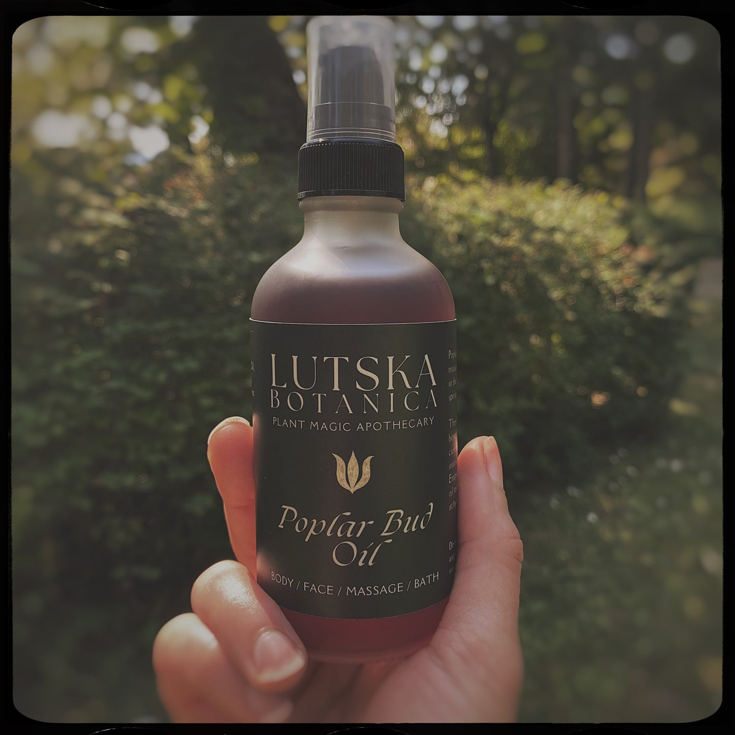 POPLAR POTION ~ Herbal Infused Body Oil with Poplar Buds ~ 2025 Limited Edition