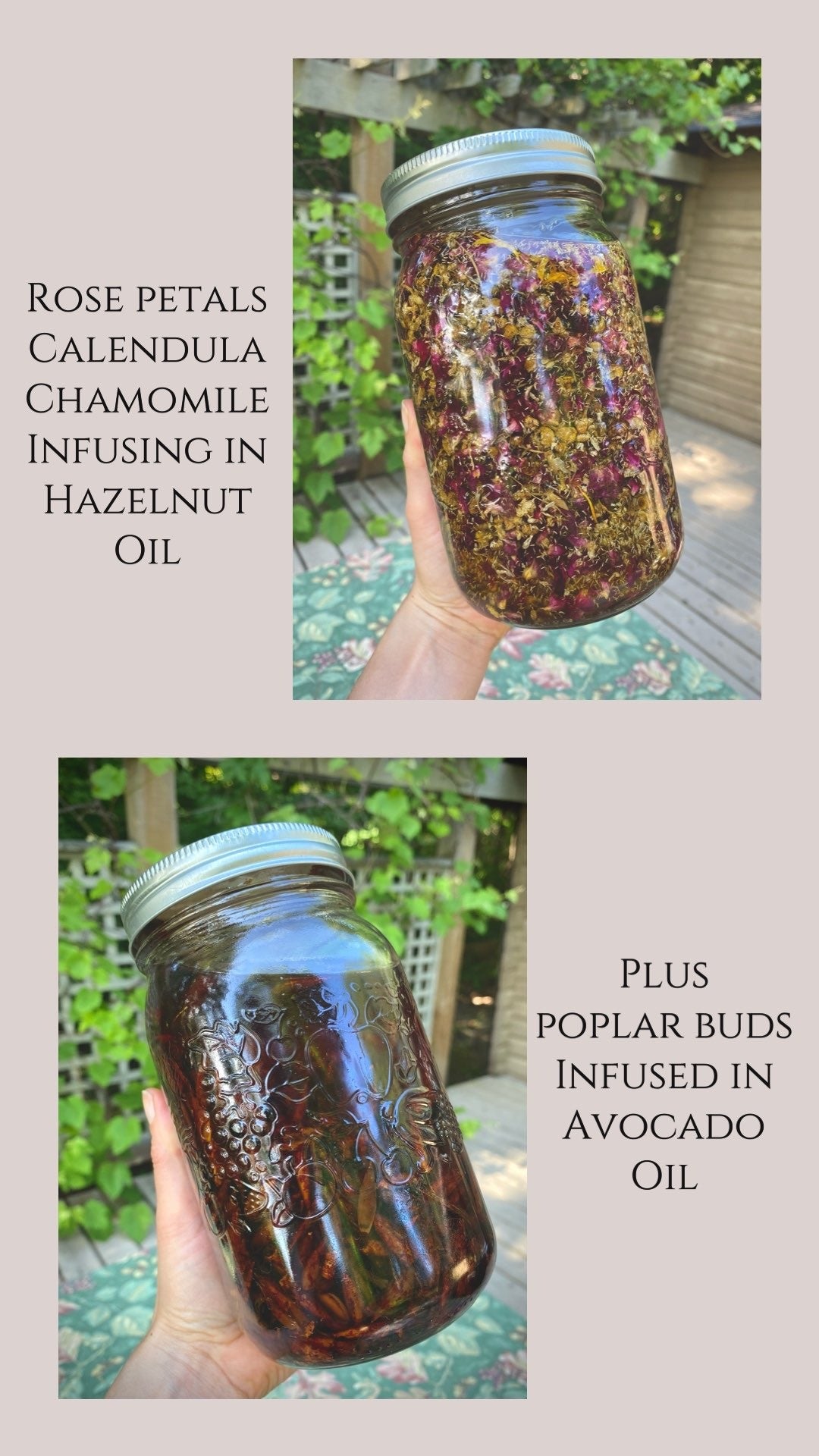 POPLAR POTION ~ Herbal Infused Body Oil with Poplar Buds ~ 2025 Limited Edition