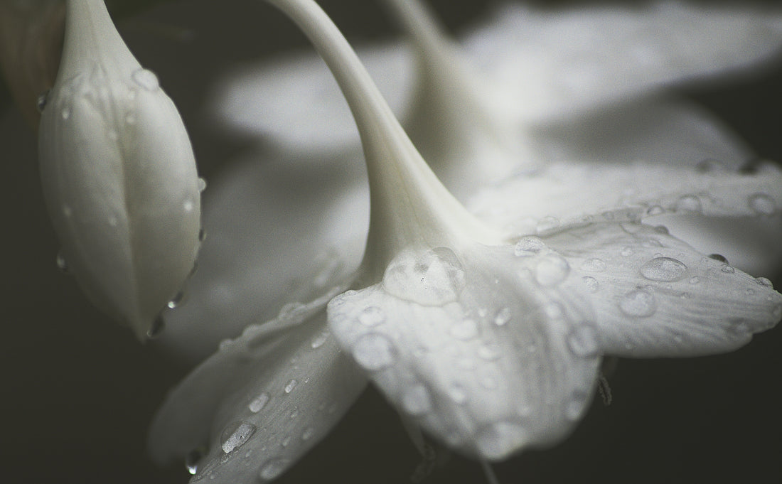 Botanical Perfumery