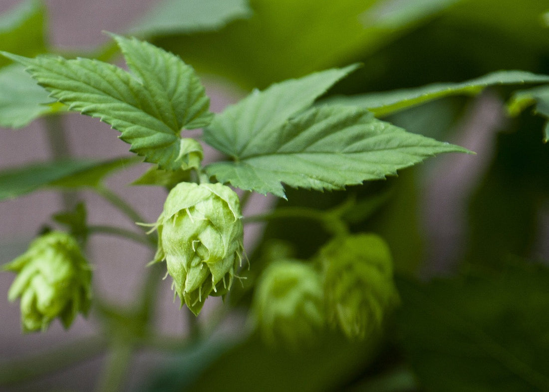 Hops Potions & Website Launch