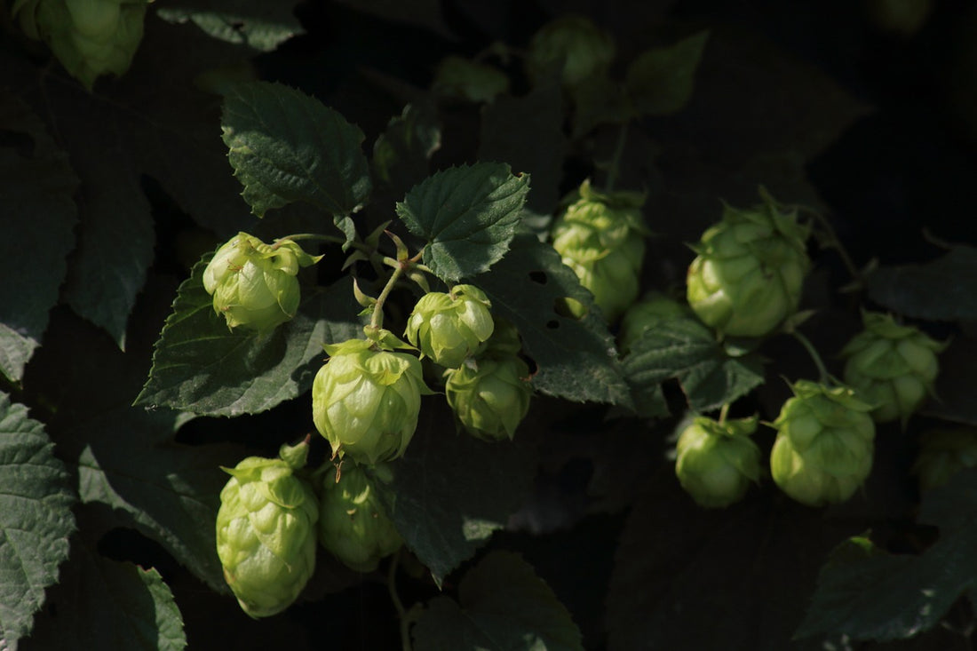 Benefits of Hops in Skincare and Body Products