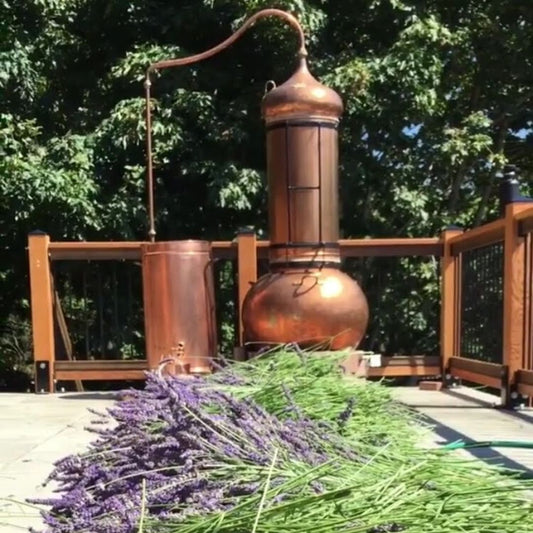 Lavender Essential Oil Distillation on Lavender Farm in Canada