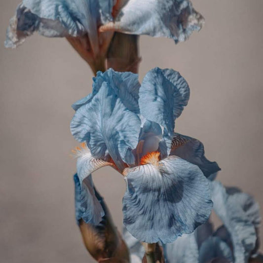 Perfume Materials: Exploring Iris & Hyacinth