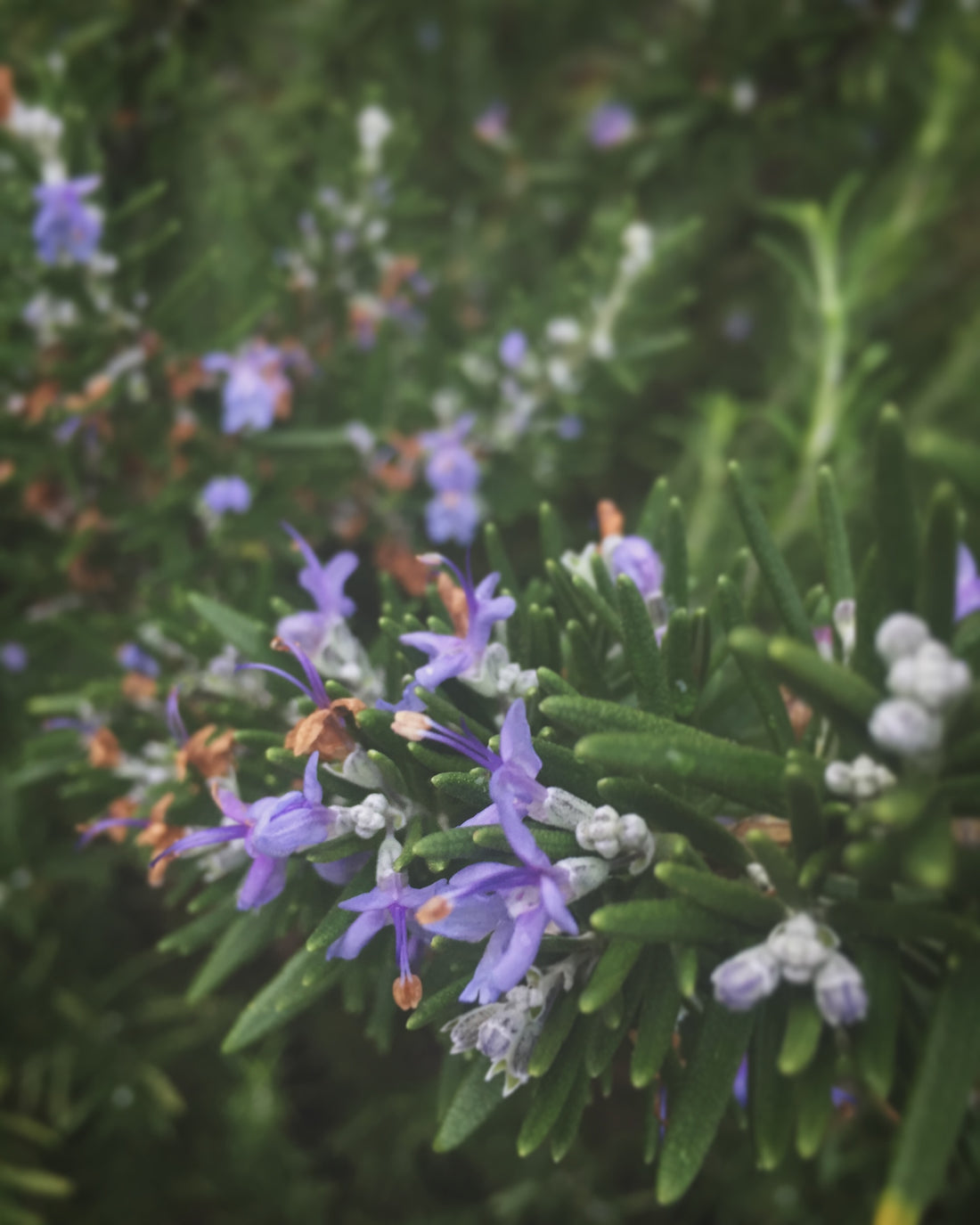 An Ode To Rosemary