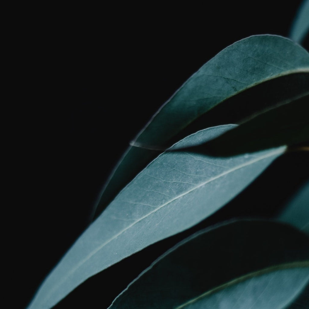 DAWN 🌿 Aromatherapy Perfume Oil Roller ~ Lavender, Spearmint, Peppermint, Eucalyptus, Geranium