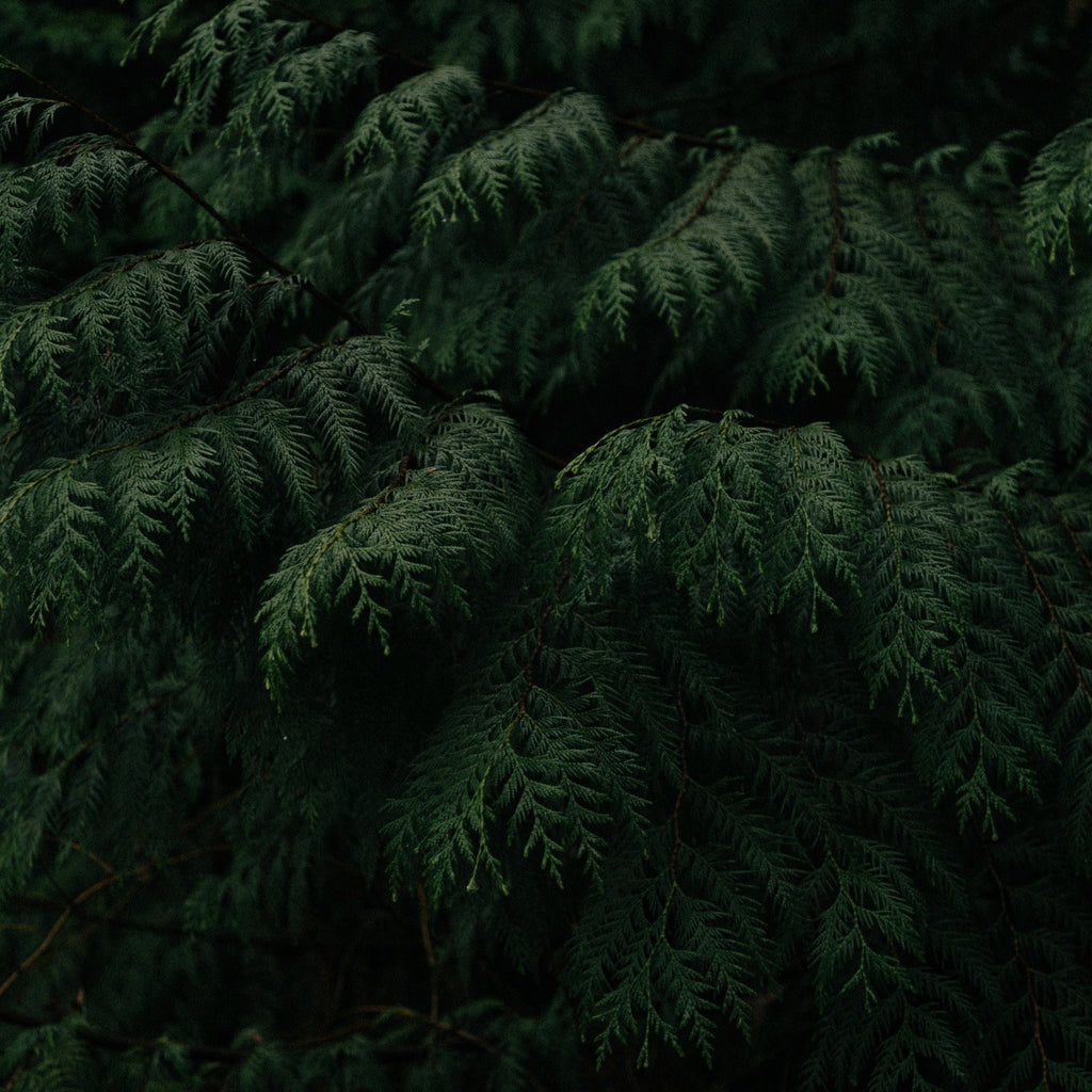 DARKWOODS 🌲 Aromatherapy Perfume Oil Roller ~ Cedarwood, Fir Needle, Juniper, Sandalwood