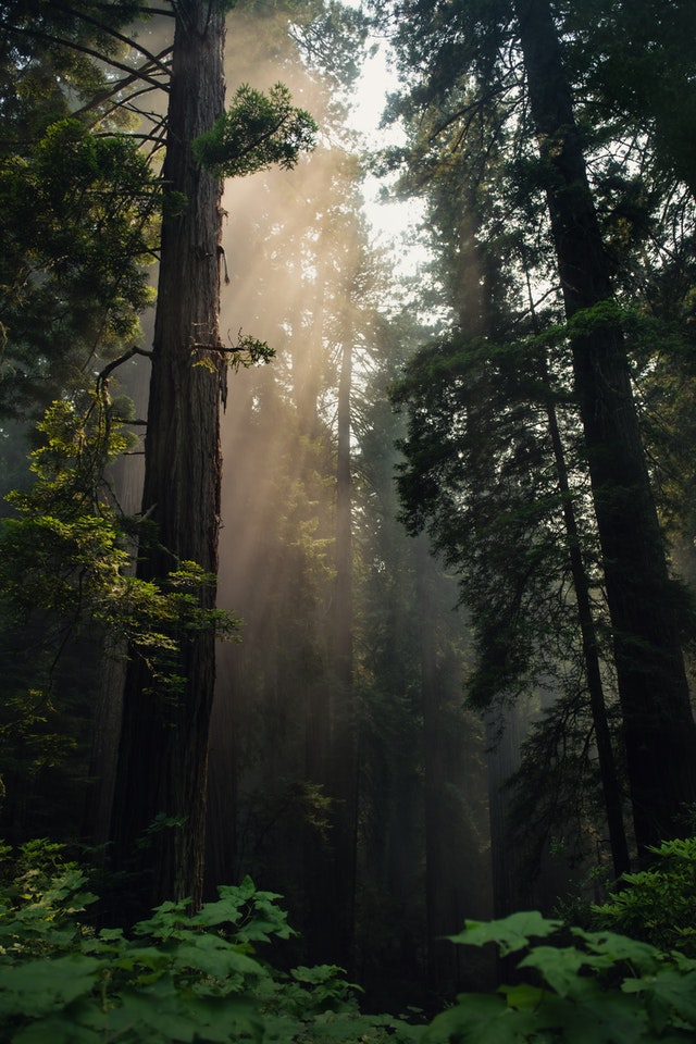 DARKWOODS™ 🌲 Essential Oil Blend ~ Cedarwood, Fir Needle, Juniper, Sandalwood