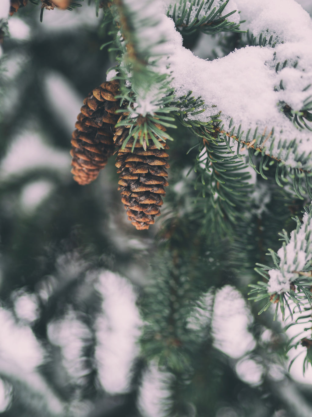 SYLVAN SPIRITS™ Essential Oil Blend - Siberian Fir, Pine, Tangerine, Juniper, Bergamot, Rosemary, Petitgrain