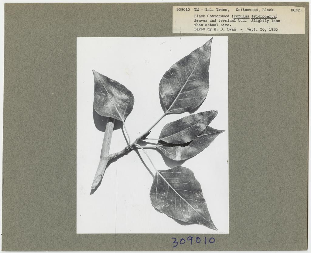 DARK SIDE OF THE MOON ~ Soothing Poplar Bud Oil for Period Troubles + Sore Muscles